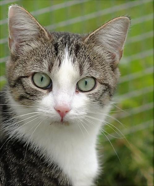 Kattenpraat