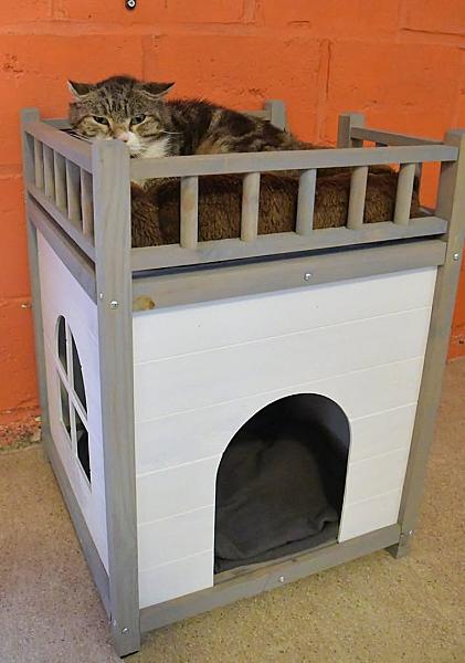 Kattenpraat