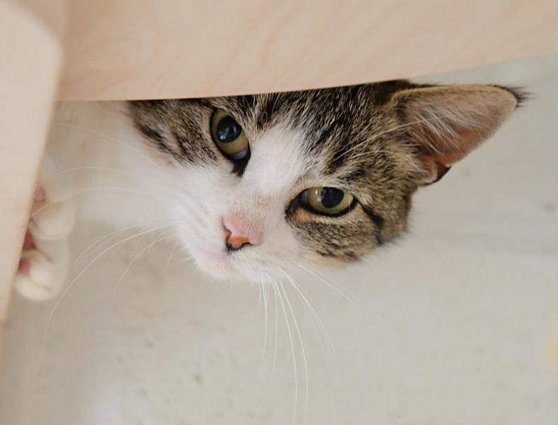 Kattenpraat