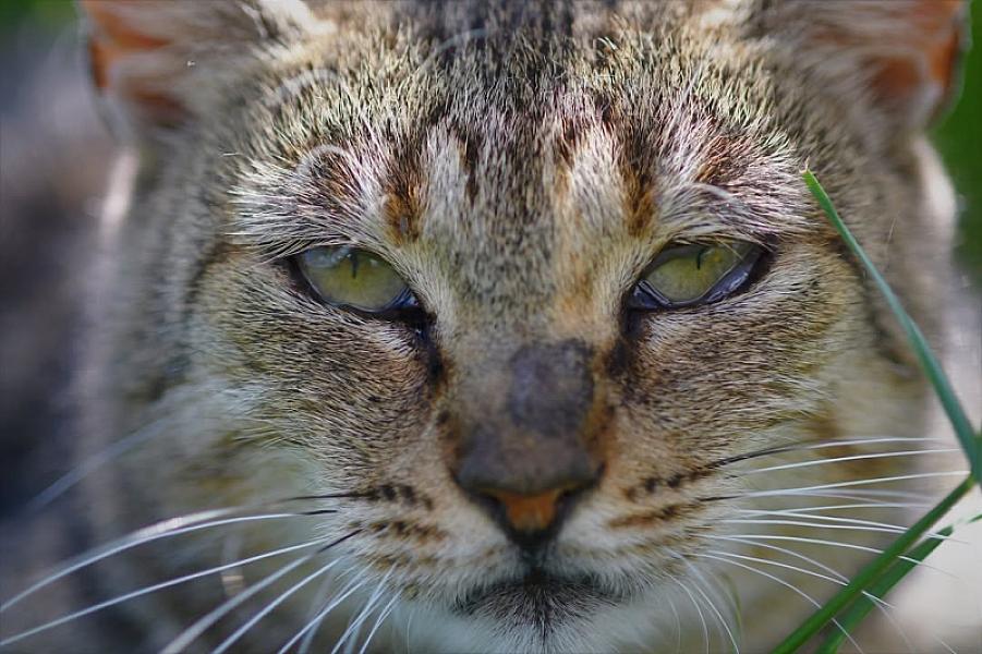 Kattenpraat