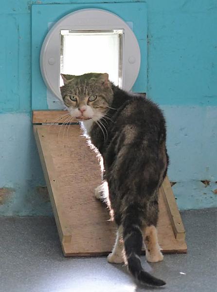 Kattenpraat