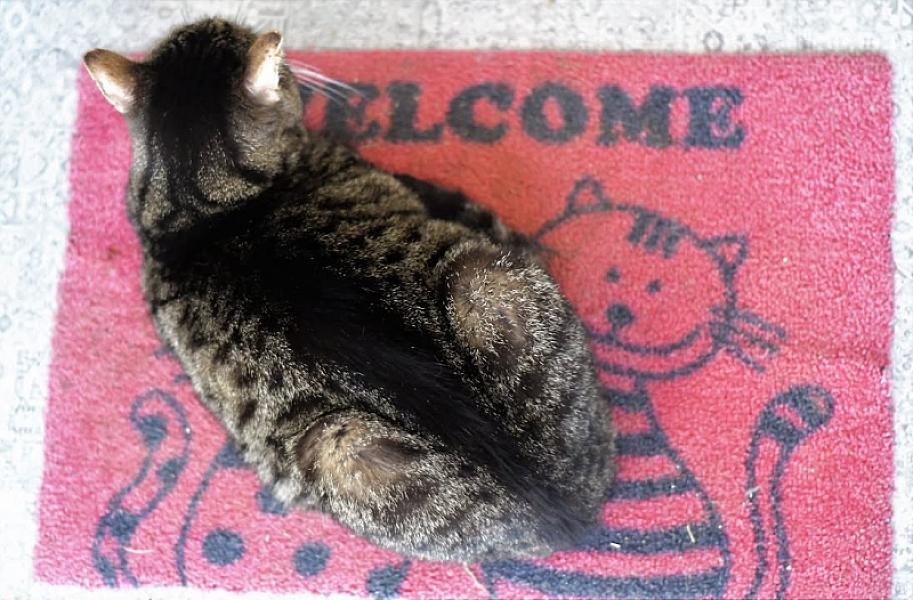 Kattenpraat