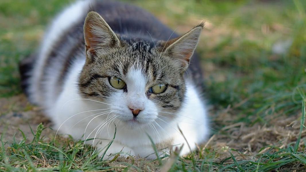 Kattenpraat