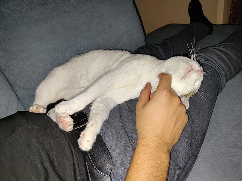 Kattenpraat