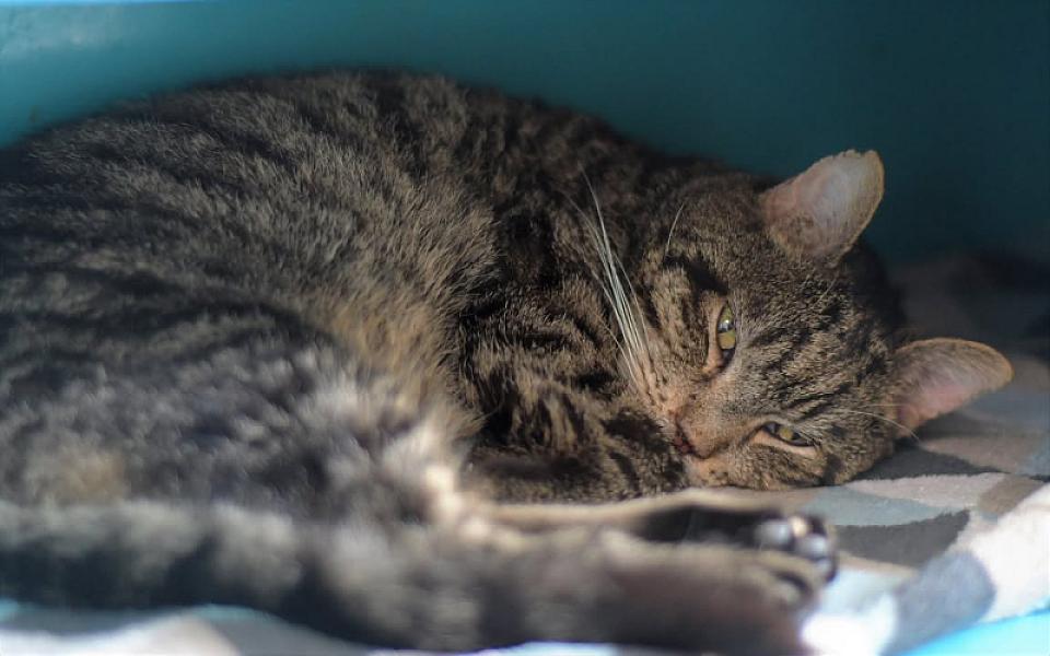 Kattenpraat