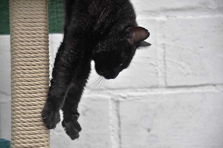 Kattenpraat
