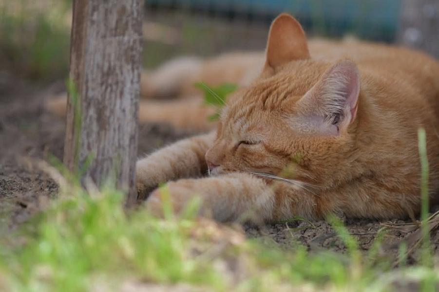Kattenpraat