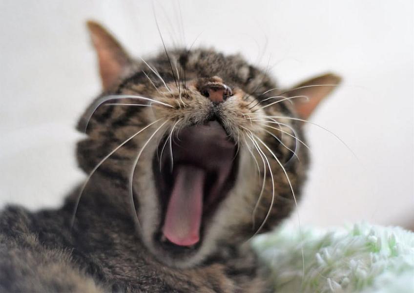 Kattenpraat