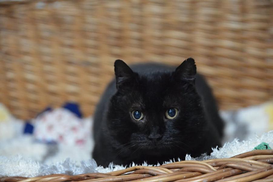 Kattenpraat