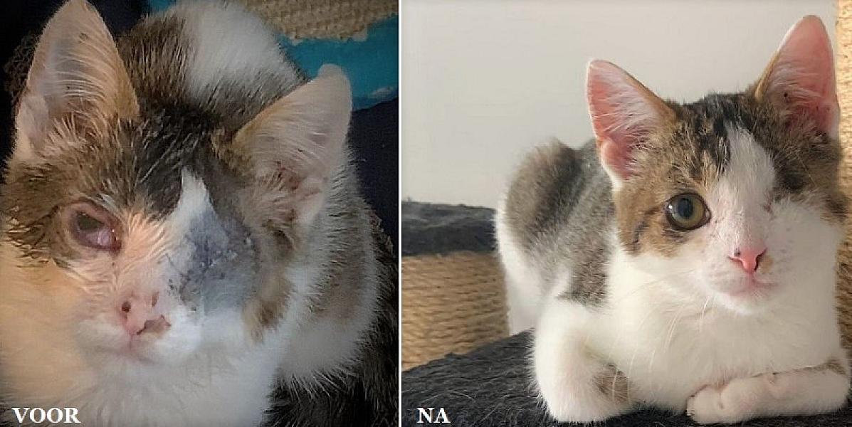 Kattenpraat