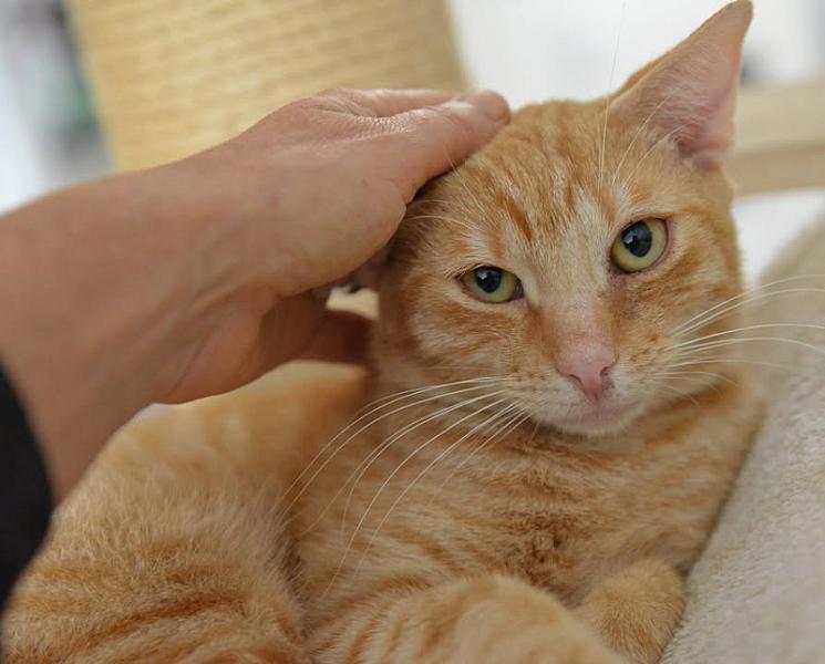 Kattenpraat