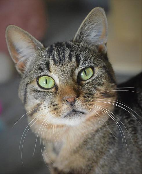 Kattenpraat