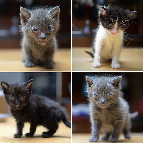 Kattenpraat