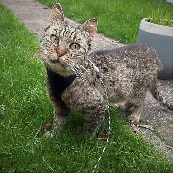Kattenpraat