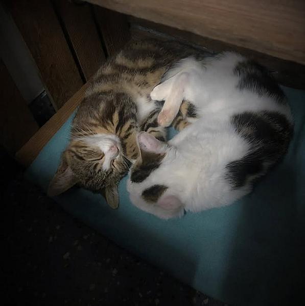 Kattenpraat