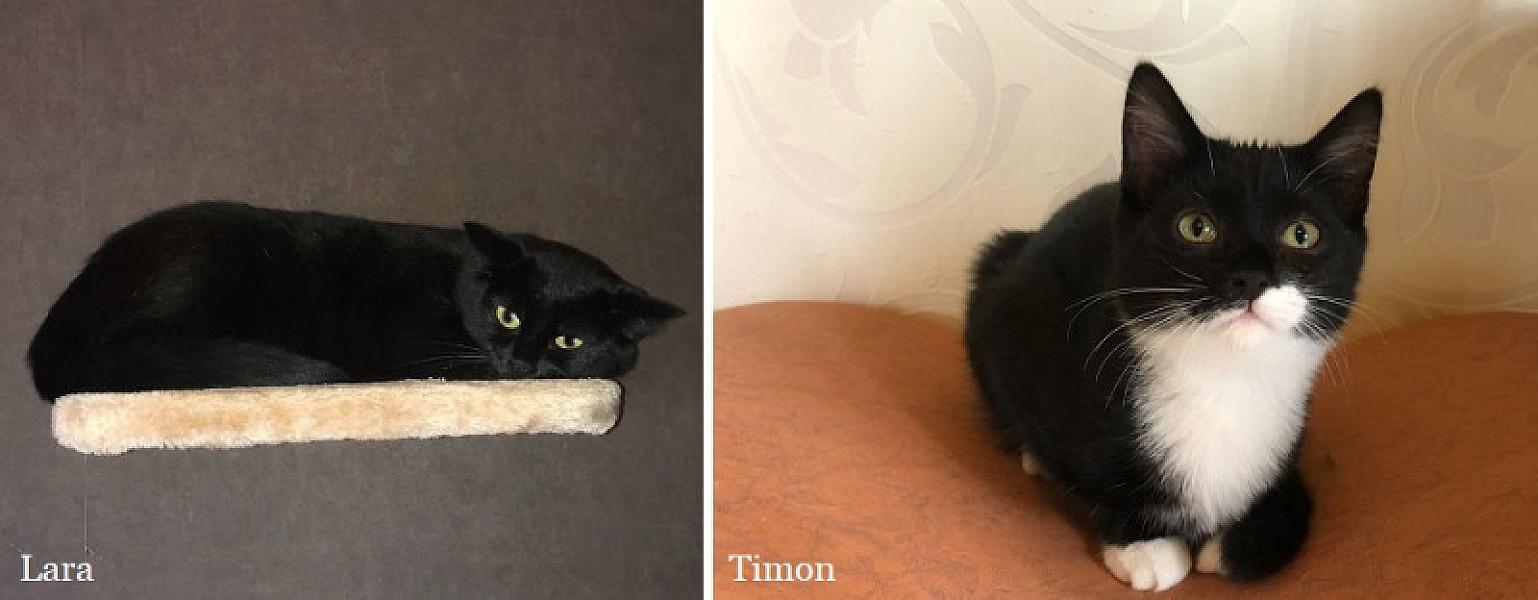 Kattenpraat