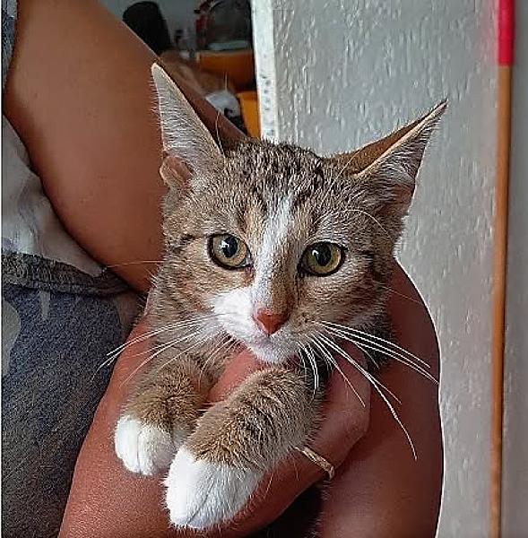 Kattenpraat