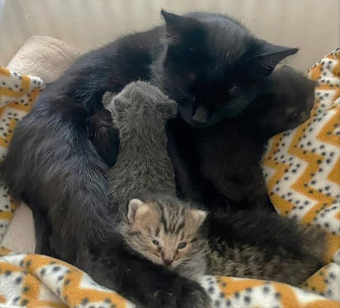 Kattenpraat