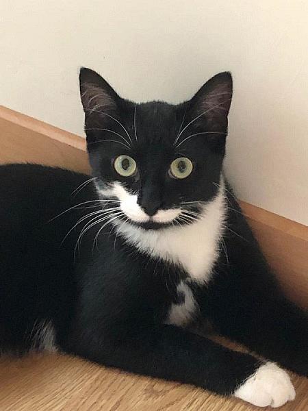 Kattenpraat