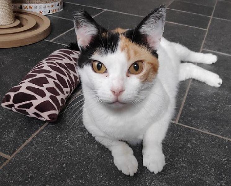Kattenpraat