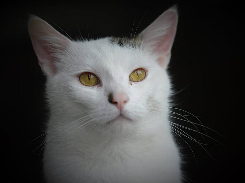 Kattenpraat