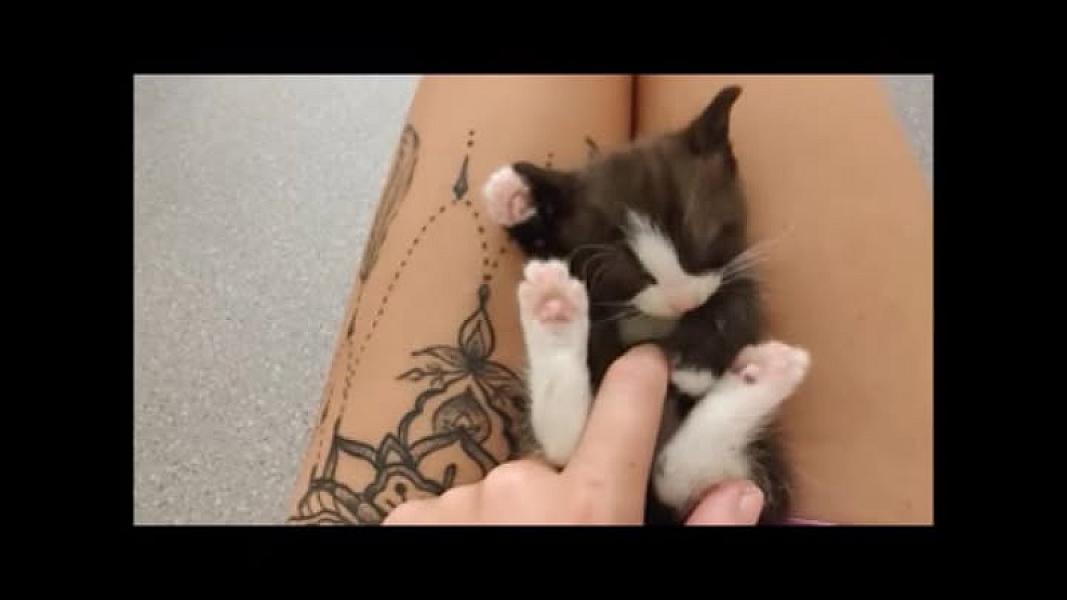 Kattenpraat