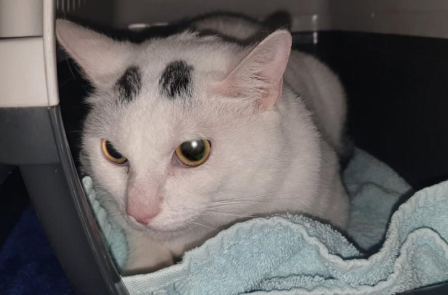 Kattenpraat