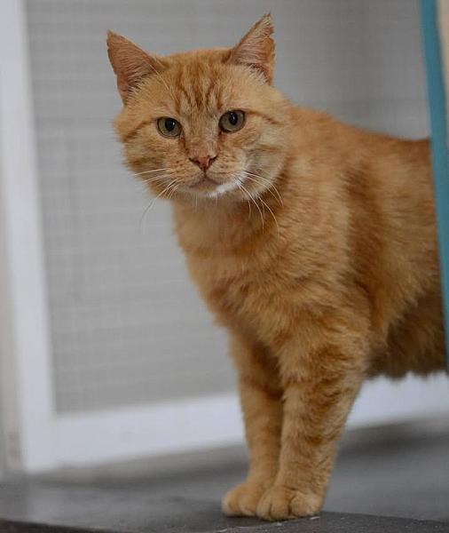 Kattenpraat