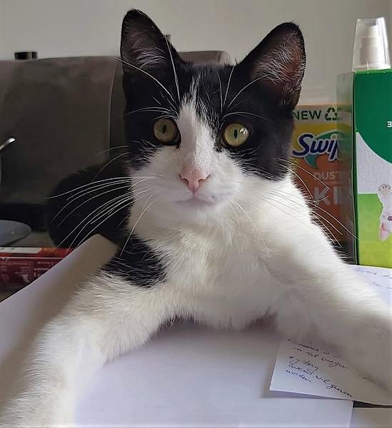 Kattenpraat