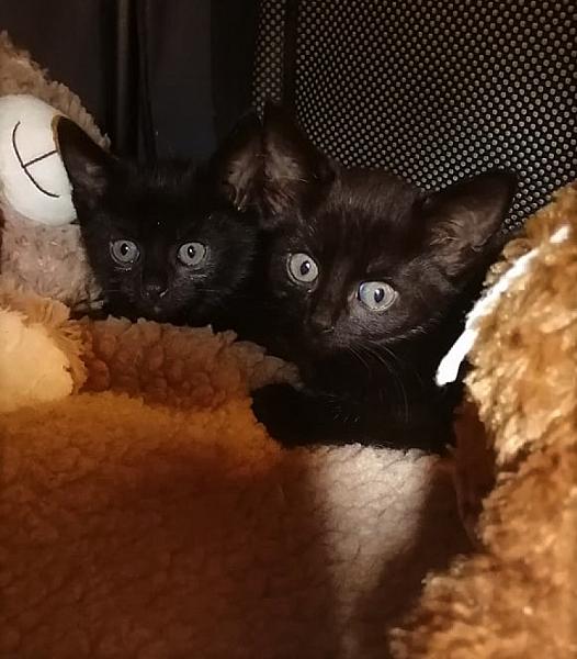 Kattenpraat
