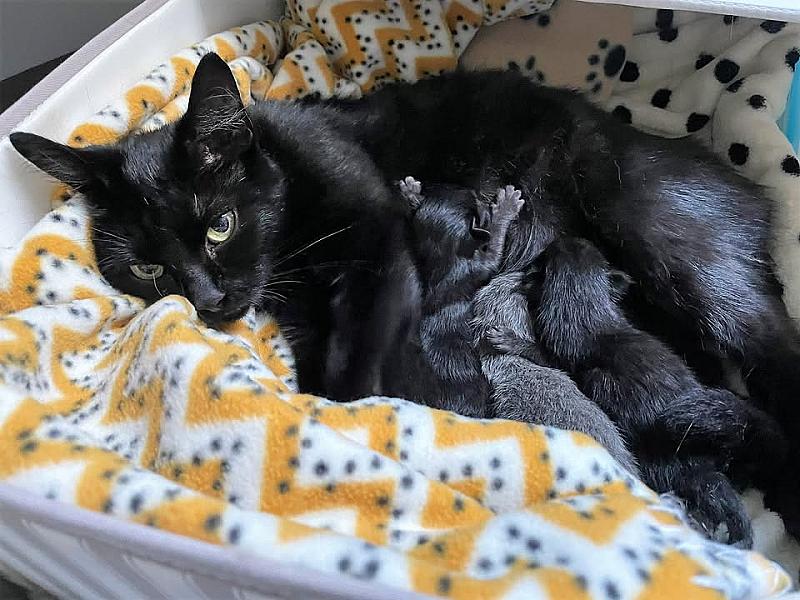 Kattenpraat