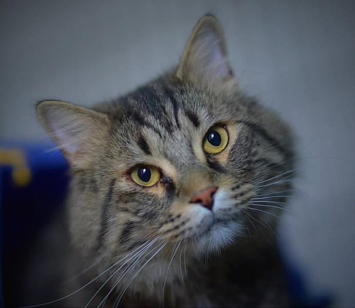 Kattenpraat