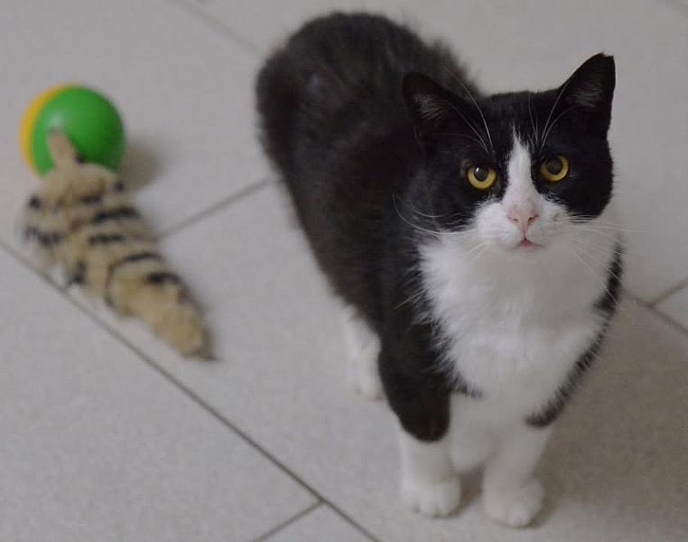 Kattenpraat