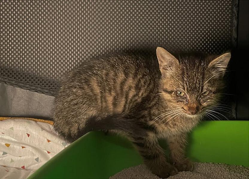 Kattenpraat