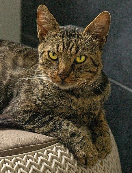 Kattenpraat