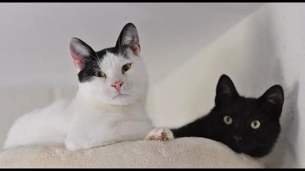 Kattenpraat