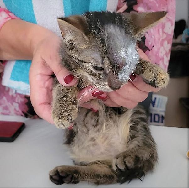 Kattenpraat