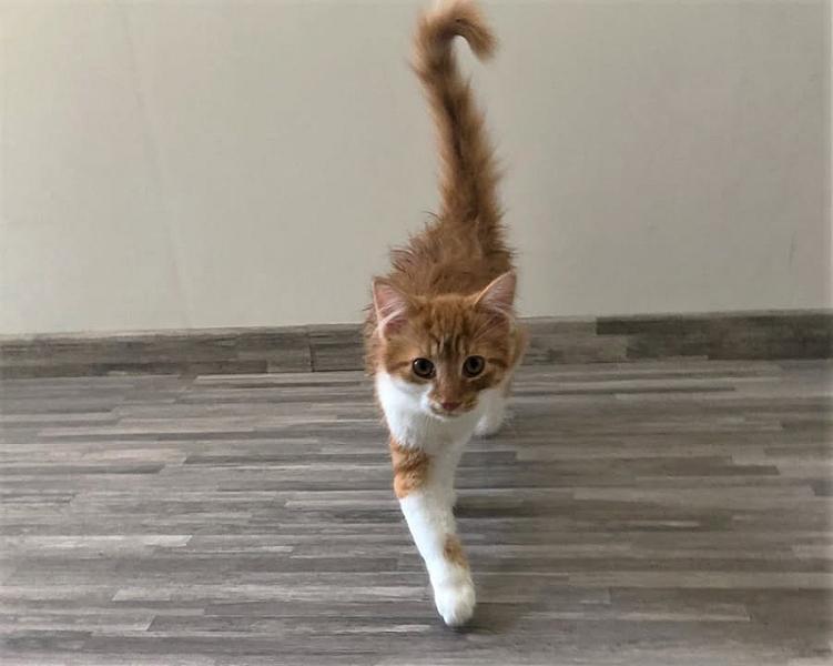 Kattenpraat
