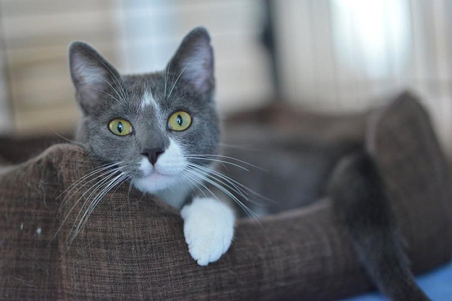 Kattenpraat