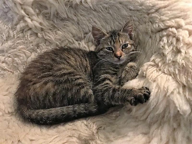 Kattenpraat