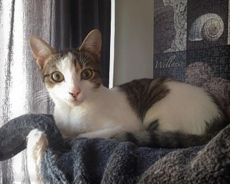 Kattenpraat
