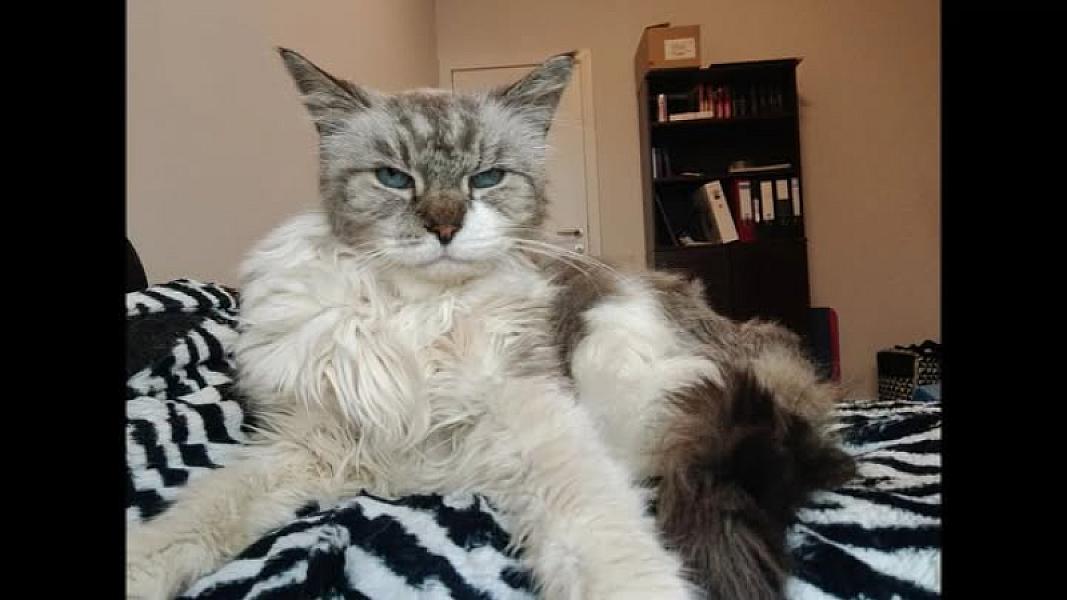 Kattenpraat