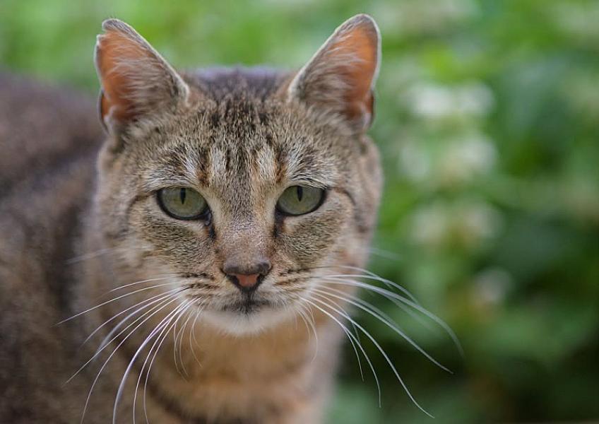 Kattenpraat