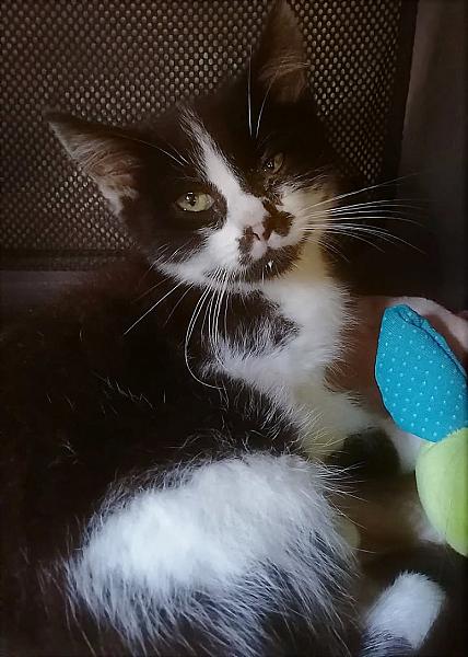 Kattenpraat