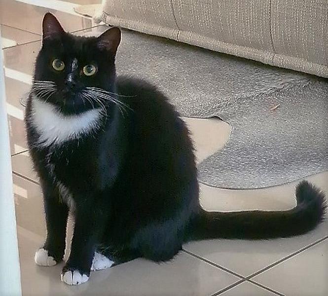 Kattenpraat