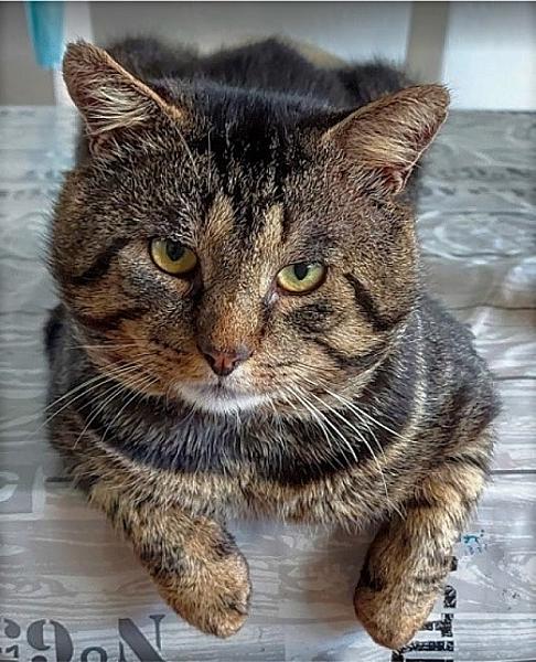 Kattenpraat