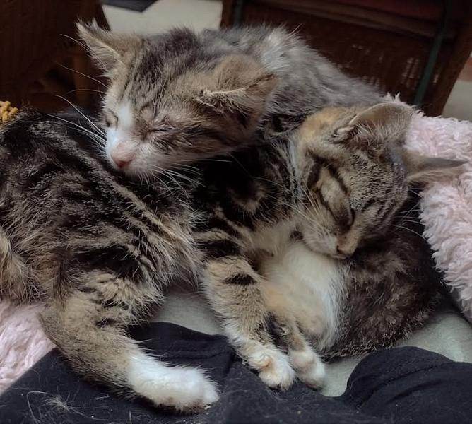 Kattenpraat