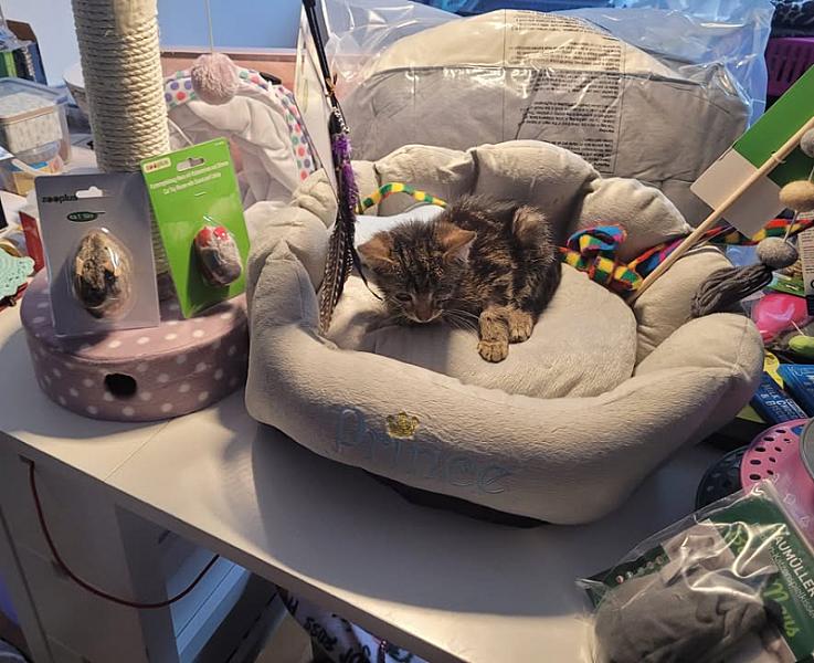 Kattenpraat
