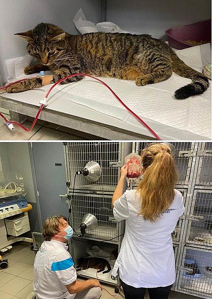 Kattenpraat