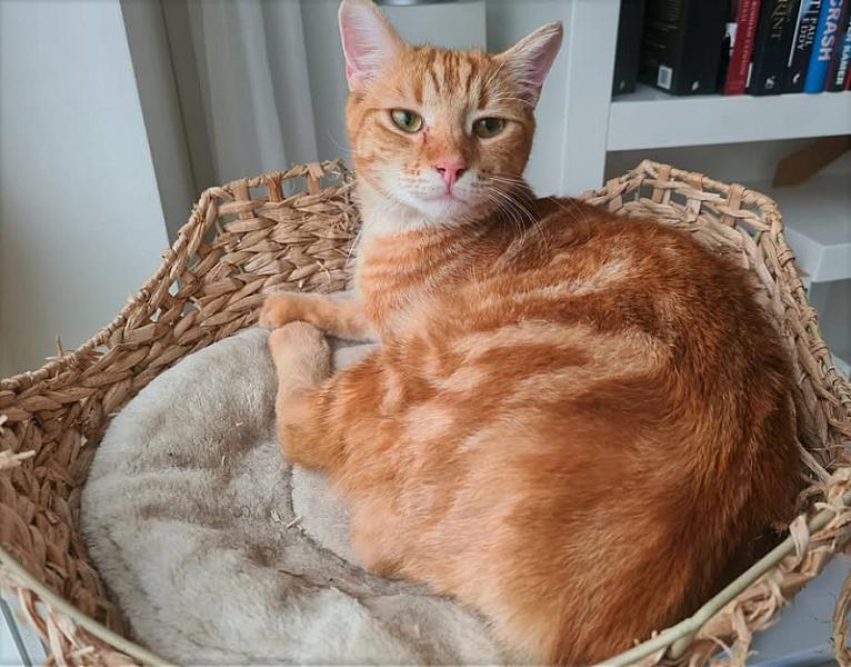 Kattenpraat